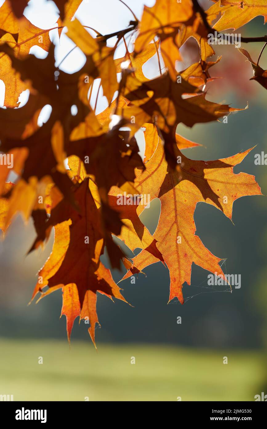 Foglie di una quercia scarlatta (Quercus coccinea) con colorazione rossastra in un parco in Germania in autunno Foto Stock