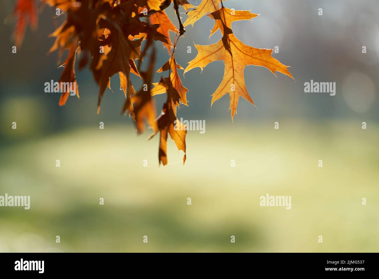 Foglie di una quercia scarlatta (Quercus coccinea) con colorazione rossastra in un parco in Germania in autunno Foto Stock