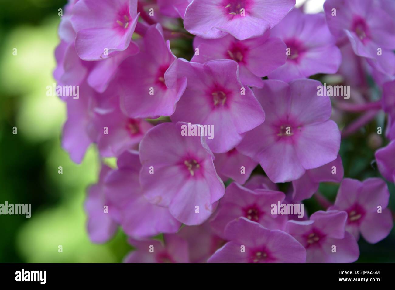 Molti fiori luminosi e indimenticabili di colore cremisi, rosa, bianco-rosa illuminato dal sole. I Phloxes sono i fiori estivi più cutest che fioriscono. Foto Stock