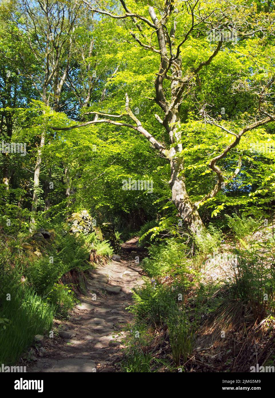 Bosco primaverile con un sentiero stretto tra grandi faggi con foglie verde brillante illuminate da mattina luminosa Foto Stock