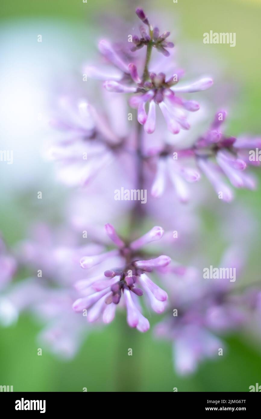 Bella lilla fiori primo piano. Natura sfondo verde Foto Stock