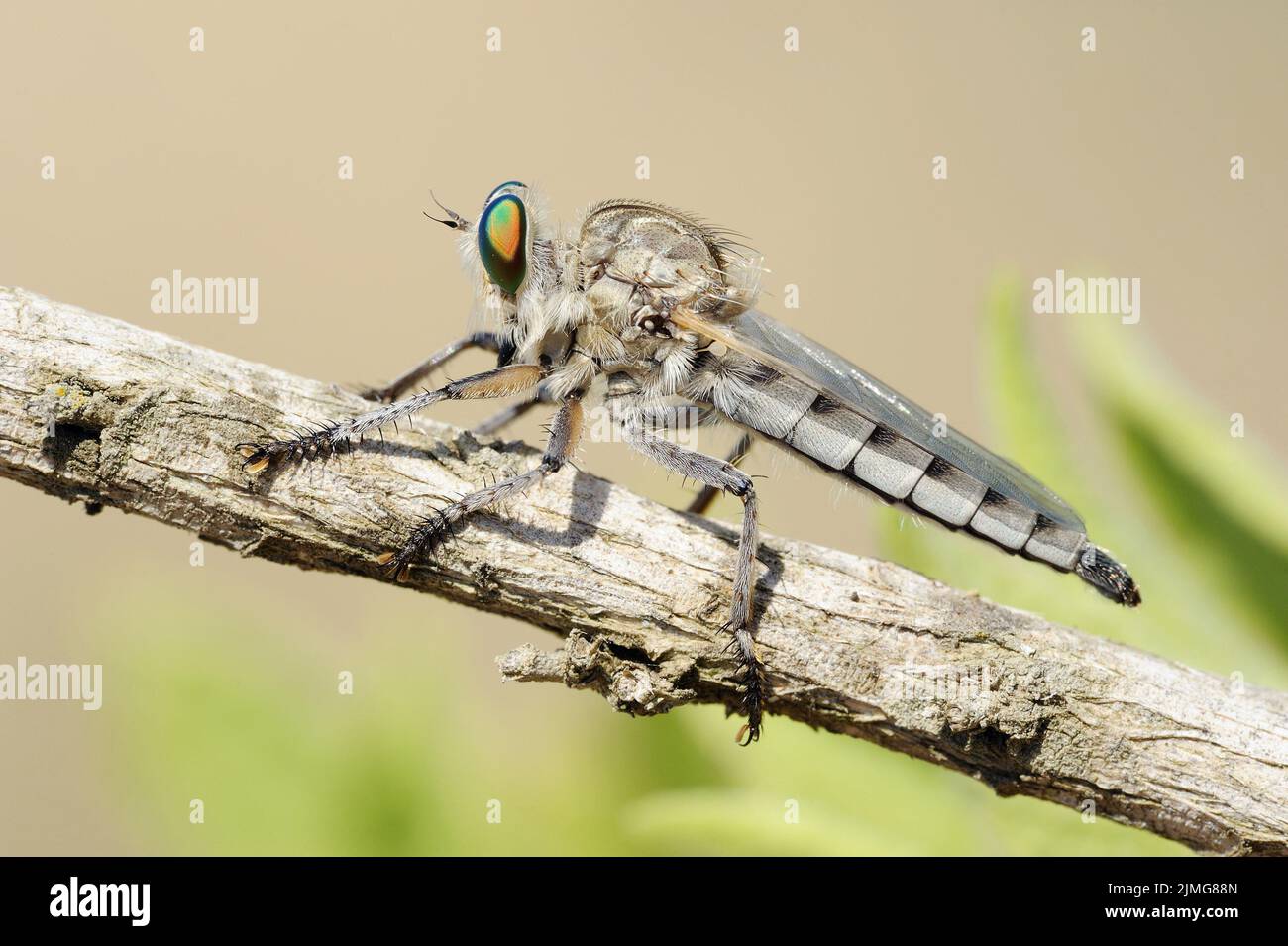 Primo piano della natura di Israele Foto Stock