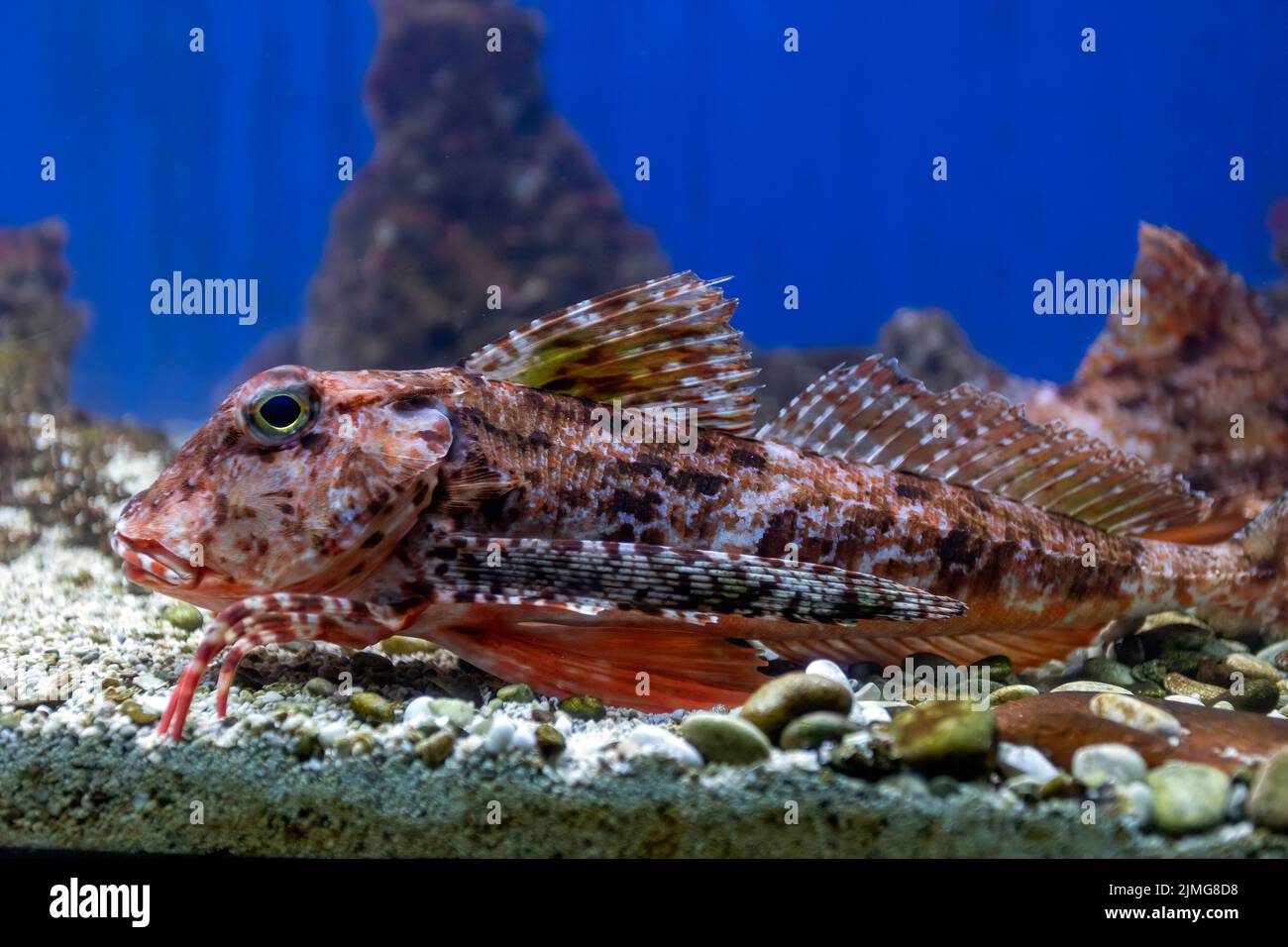 Pesce gurnard striato Foto Stock