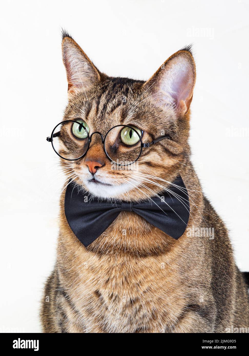 Un gatto beatutiful con bicchieri rotondi Foto Stock