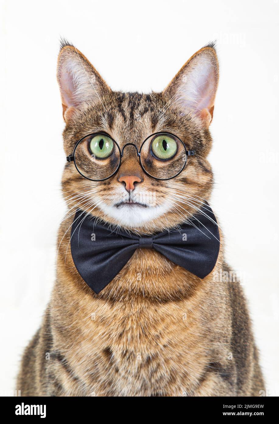 Un gatto beatutiful con bicchieri rotondi Foto Stock