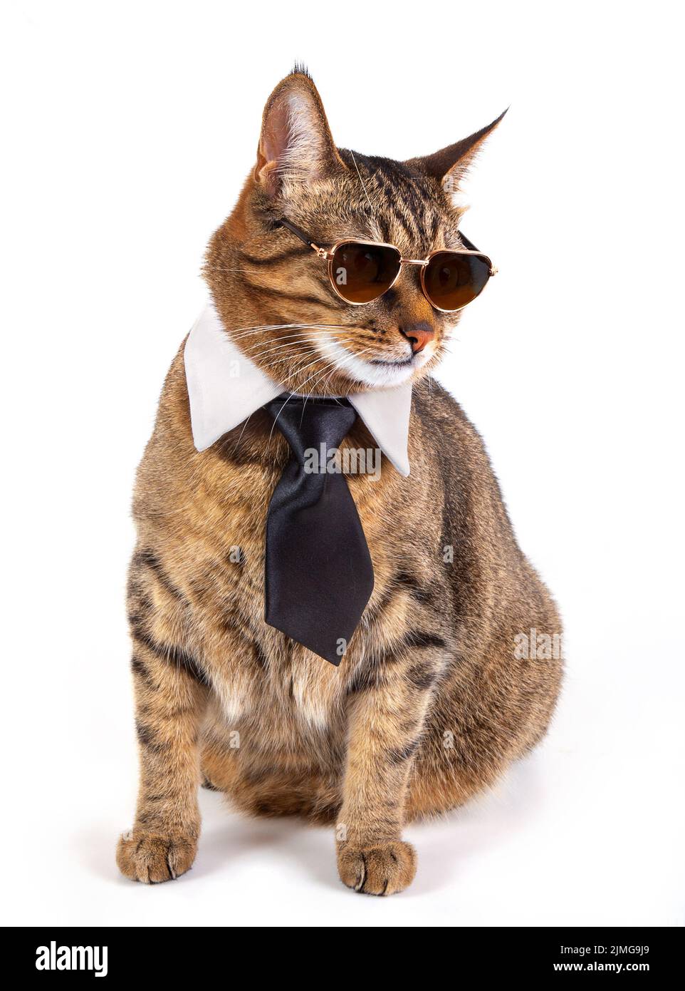 Un gatto beatutiful con bicchieri rotondi Foto Stock