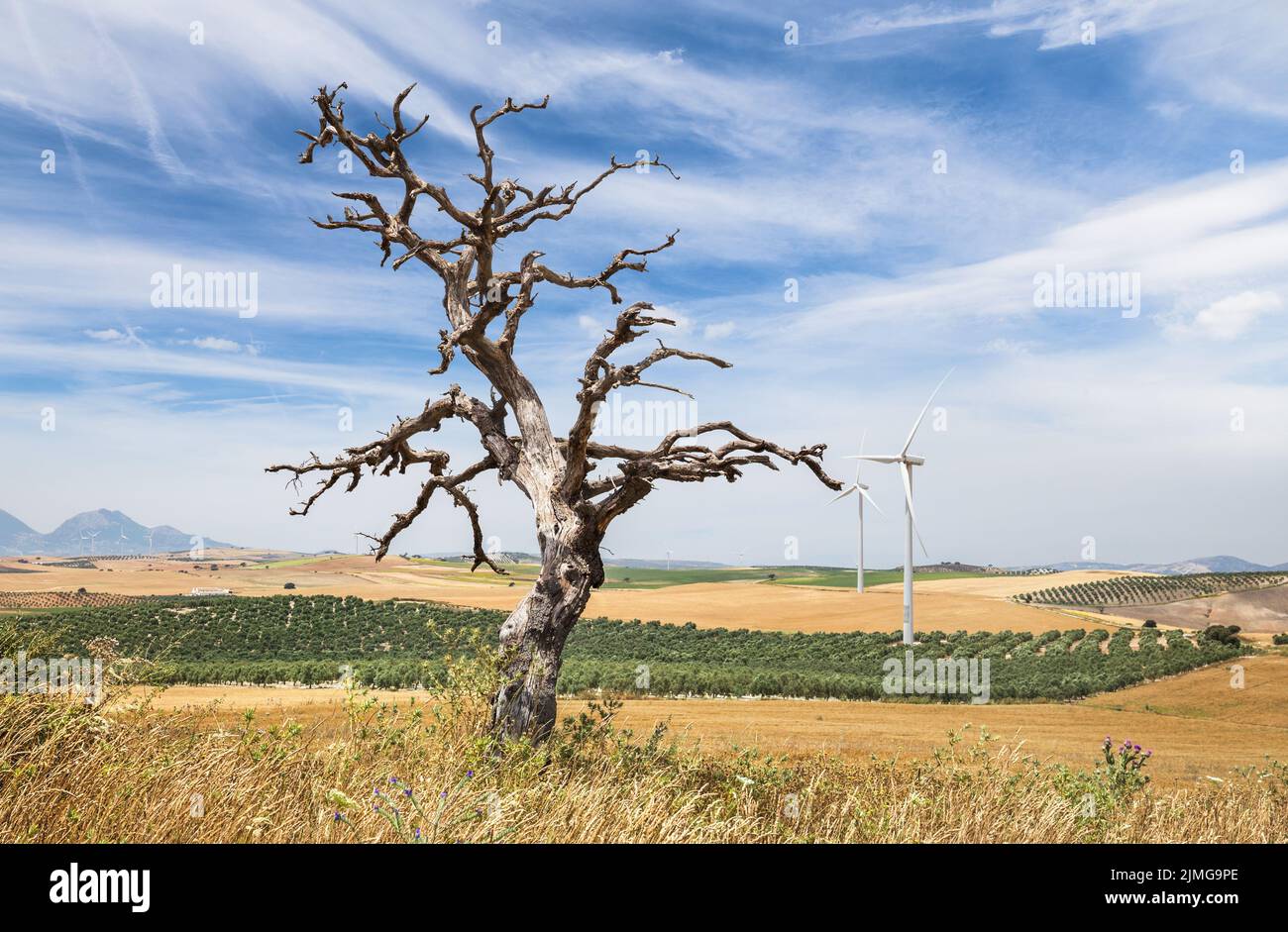 Vista di un albero morto sullo sfondo di turbine eoliche in Spagna Foto Stock