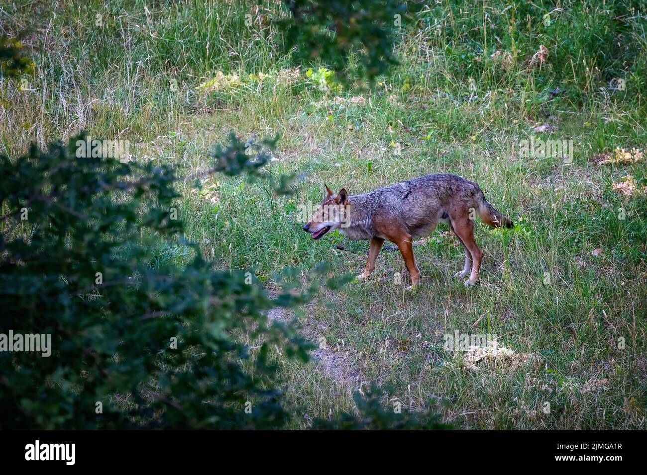 Lupo italiano, Canis Lupus Italicus, sottospecie uniche del lupo grigio indigeno. Campione adulto prelevato nella foresta. Foto Stock