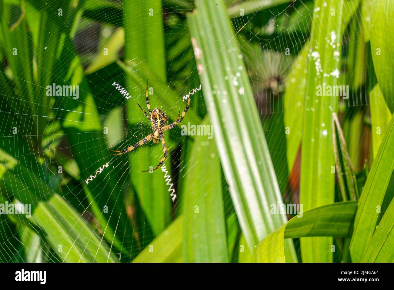 Vista in primo piano del ragno del giardino seduto su di esso è il ragnatela in attesa della preghiera. Foto Stock