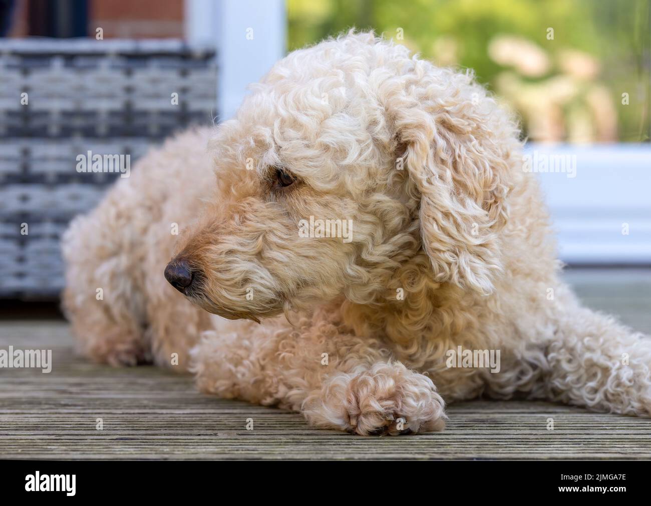 Un bel cane Labradoodle di colore beige dai capelli ricci, sdraiato su qualche ponte di legno Foto Stock