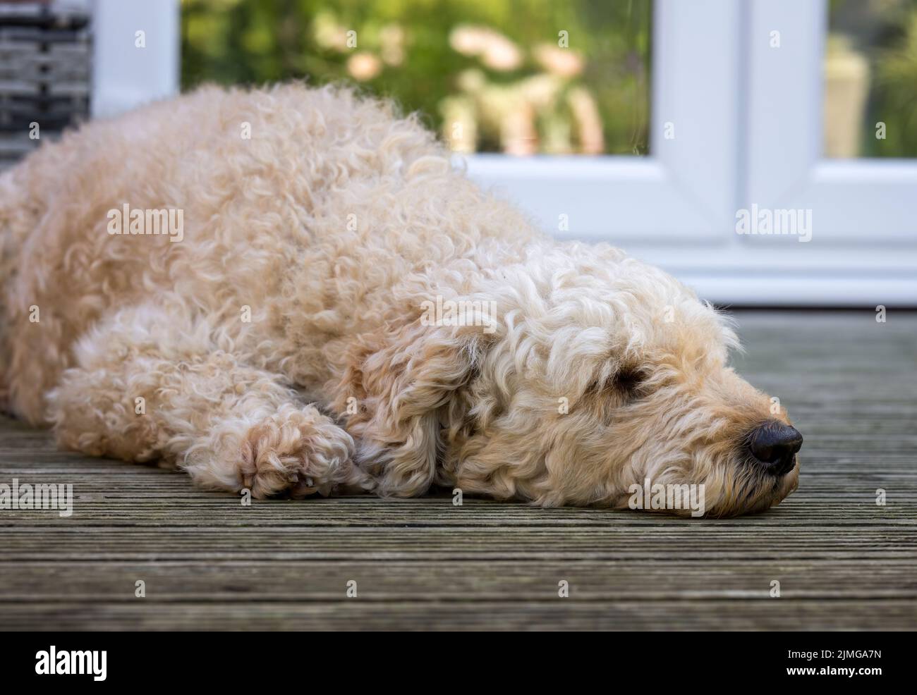 Un bel cane Labradoodle di colore beige dai capelli ricci, sdraiato su qualche ponte di legno Foto Stock