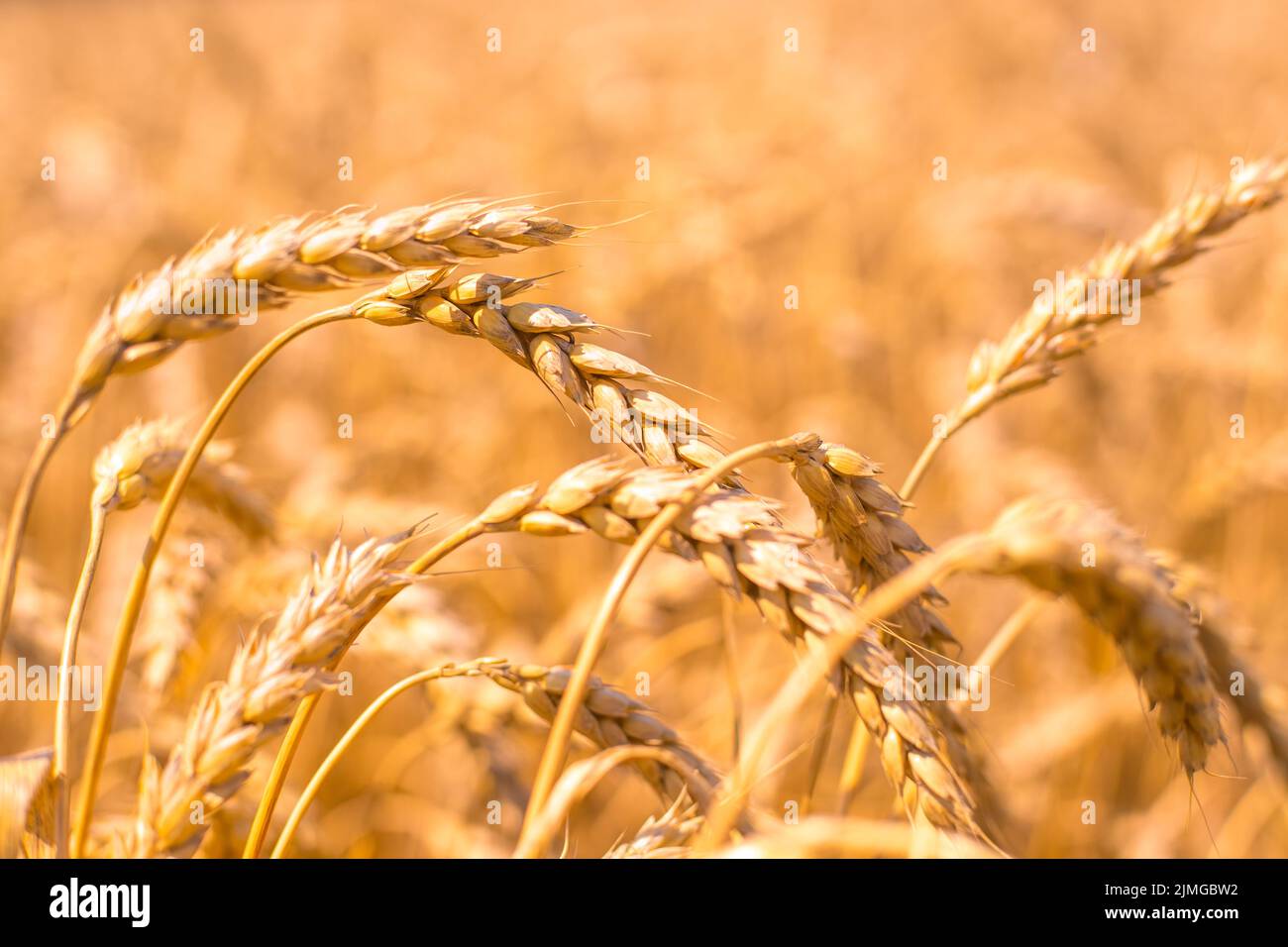 Orecchie mature di grano piegate sul campo, primo piano. La maturazione del raccolto di grano. Foto Stock