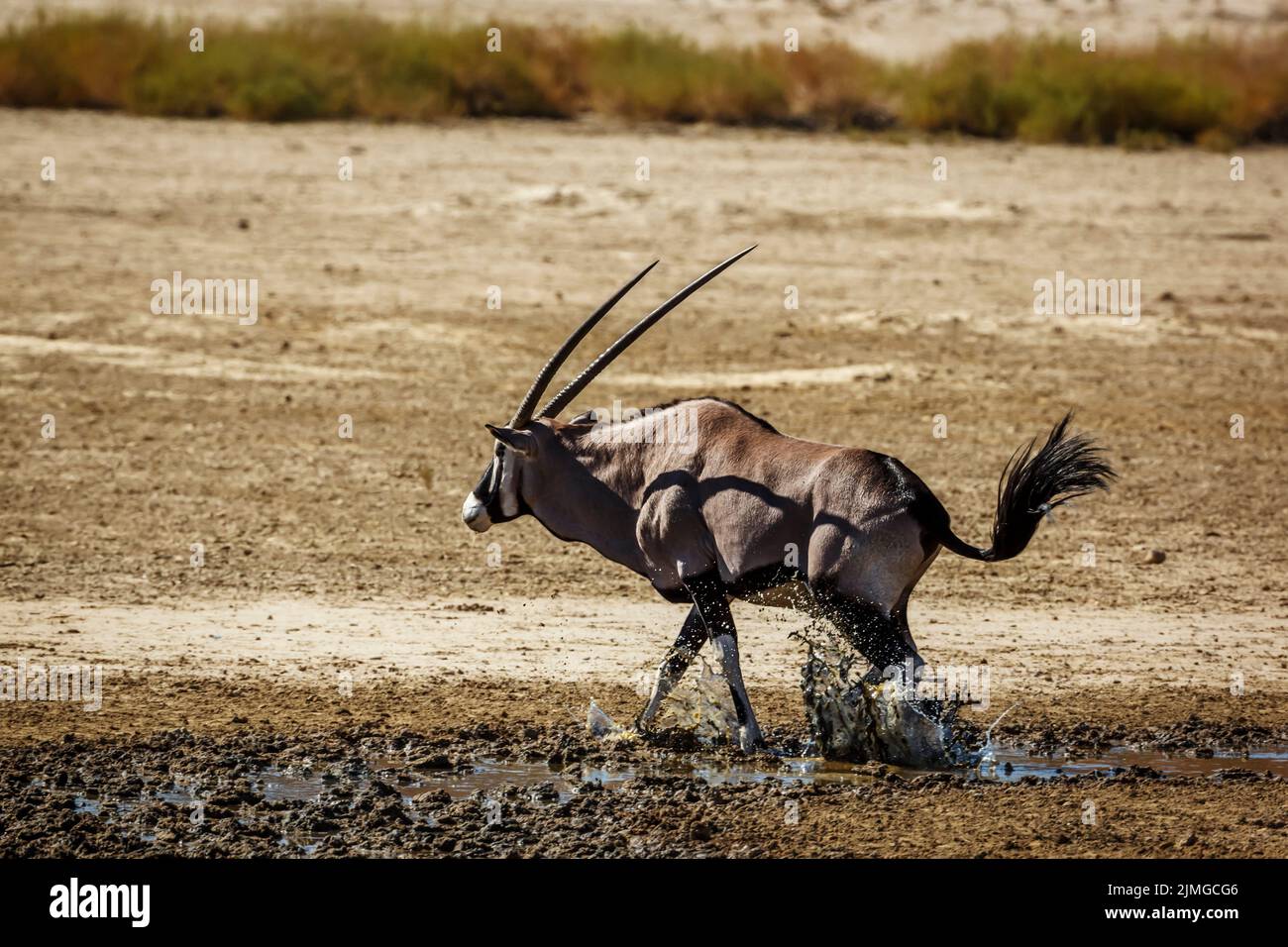 Oryx sudafricano saltano fuori dal pozzo nel parco di trasferimento di Kgalagadi, Sudafrica; specie Oryx gazella famiglia di Bovidae Foto Stock