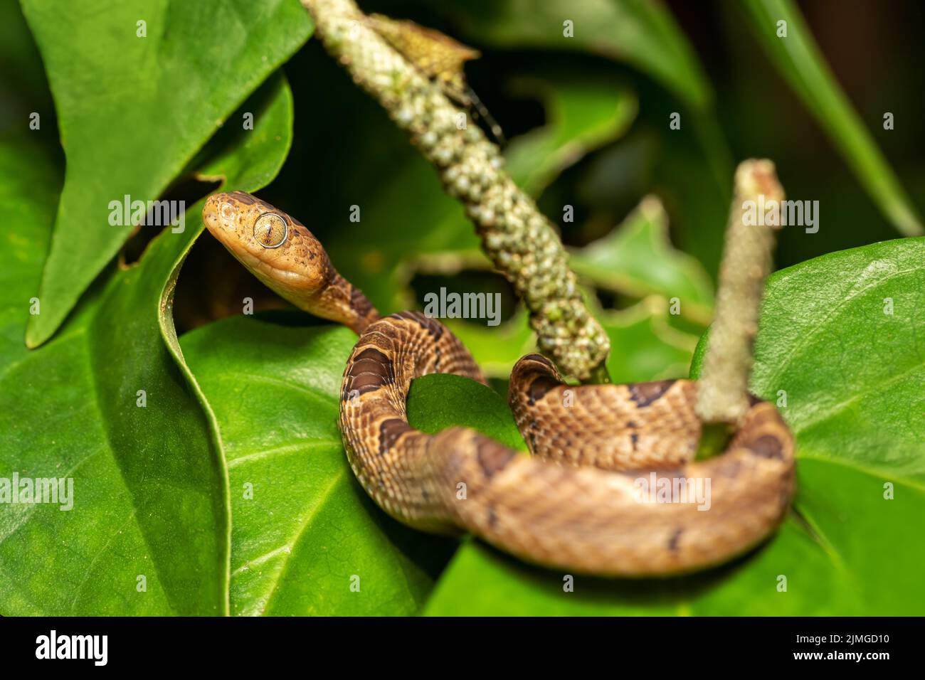 Piccolo-macchiato serpente con occhio di gatto, Leptodeira polysticta, Tortuguero, Costa Rica Foto Stock