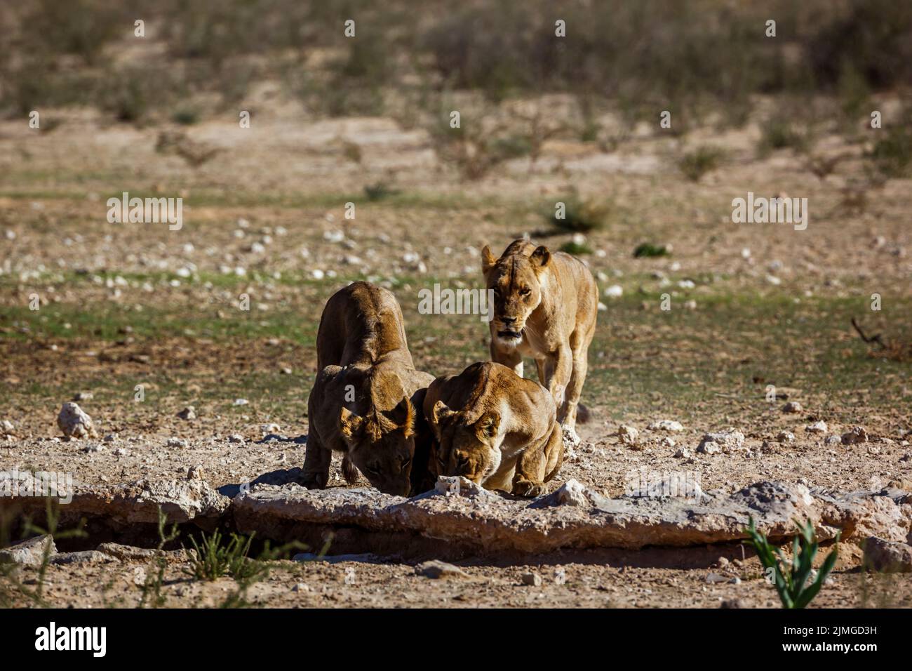 Tre leoni africani che bevono al pozzo nel parco di Kgalagadi, Sudafrica; la famiglia di specie panthera leo di felidae Foto Stock