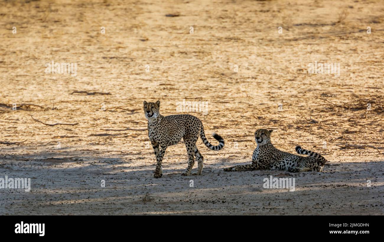 Coppia di ghepardi in allerta in terra asciutta nel parco di trasferimento di Kgalagadi, Sudafrica ; specie Acinonyx jubatus famiglia di Felidae Foto Stock