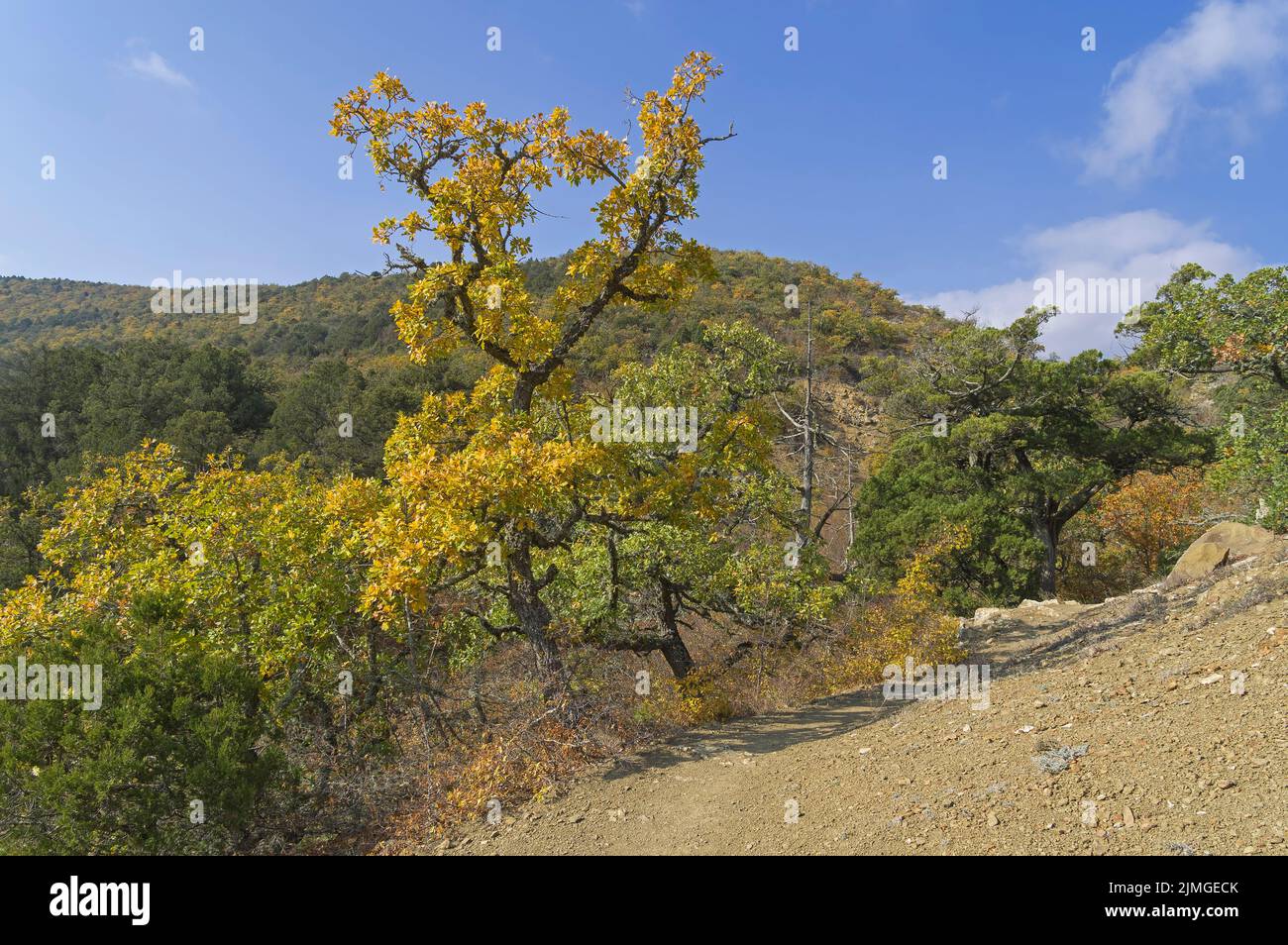 Bella quercia con foglie ingiallite nelle montagne di Crimea. Foto Stock