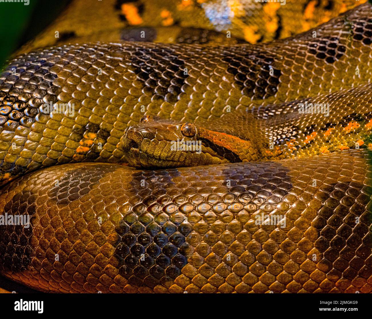 Anaconda verde (Eunectes murinus), conosciuta anche come l'anaconda gigante trovato in Sud America Foto Stock