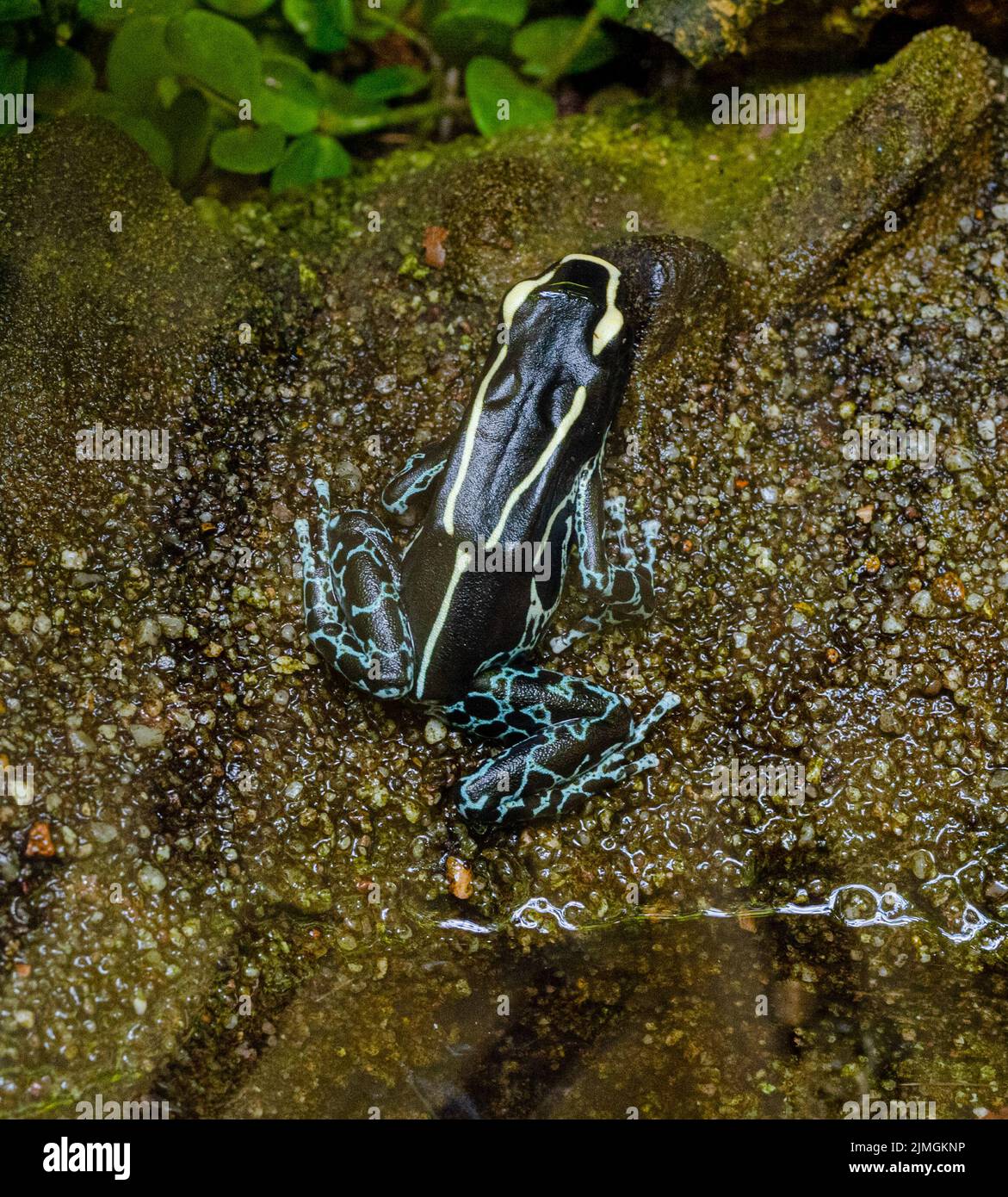 Graubeiner Färberfrosch (Gray-Legged dyer rana) (Dendrobates tinctorius graubeiner). Habitat: Suriname, Guyana Francese, Brasile - tintura rana freccata Foto Stock