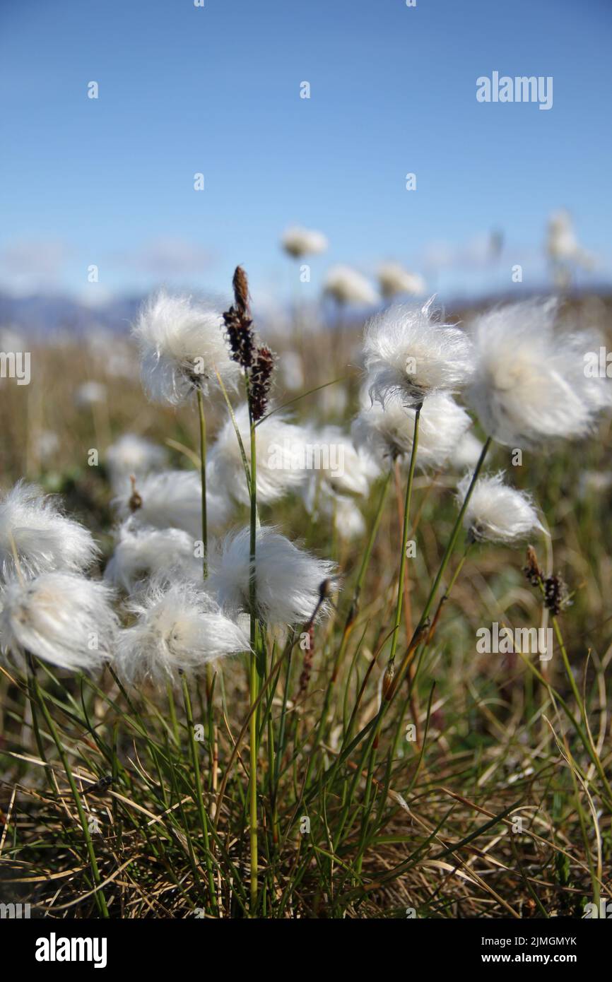 Eriophorum callitrix, comunemente noto come cotone artico, cottongrass artico, supuuti, o pualunnguat in Inuktitut, è una pianta artica perenne nella famiglia delle sedge, Cyperaceae. È una delle piante da fiore più diffuse nell'emisfero settentrionale e nelle regioni della tundra Foto Stock