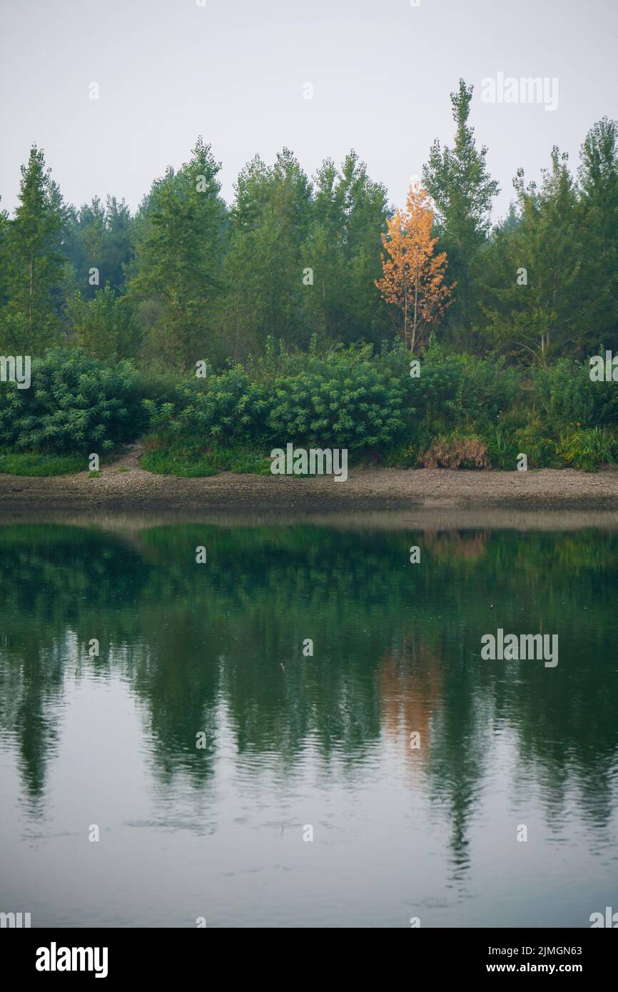 Fitta foresta con canopie di alberi verdi e una colorata canopie gialla in autunno. Foto Stock