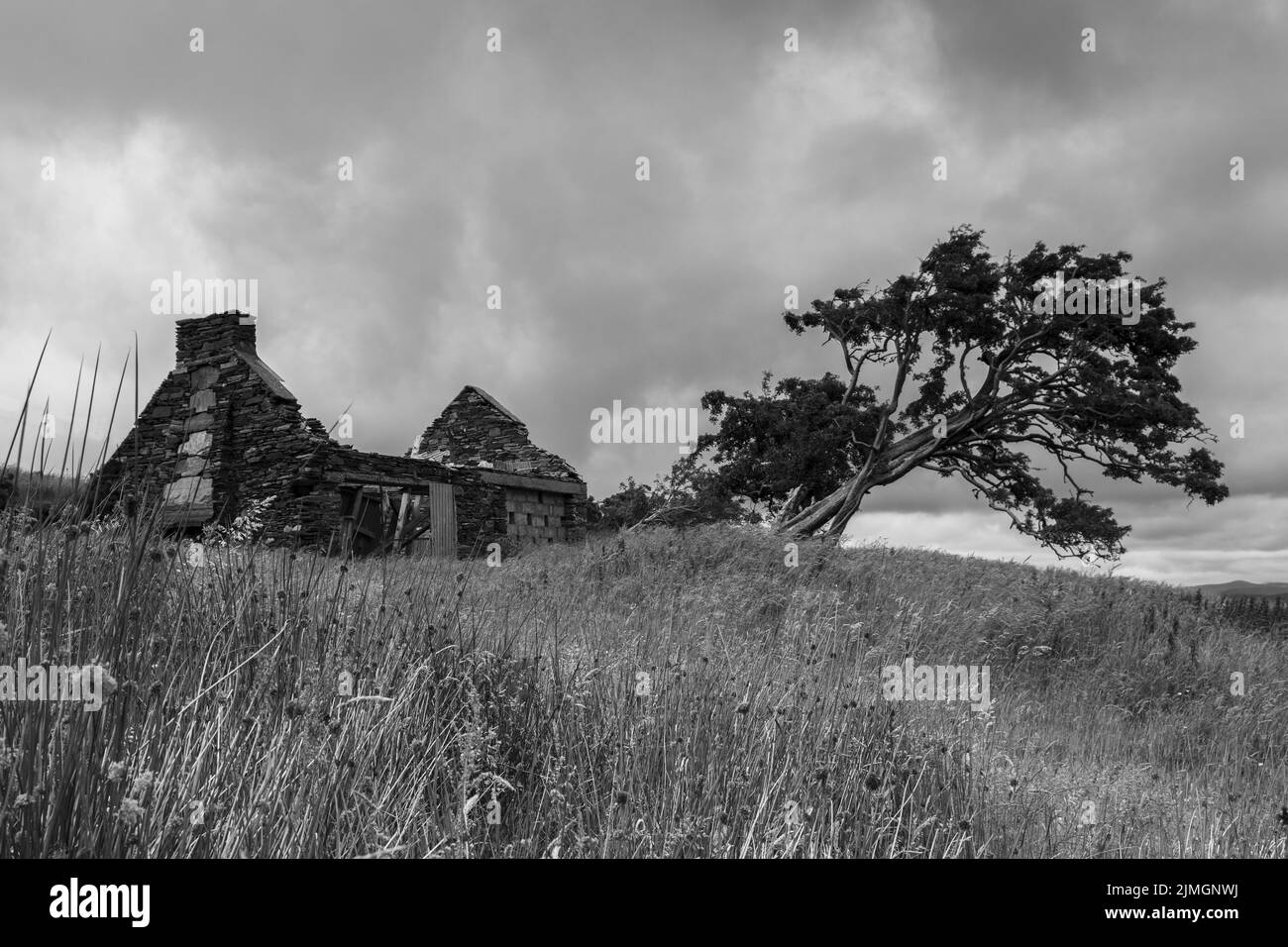 Un colpo in scala di grigi di singolo albero accanto a abbandonato rovinato casa di pietra rurale nel campo Foto Stock