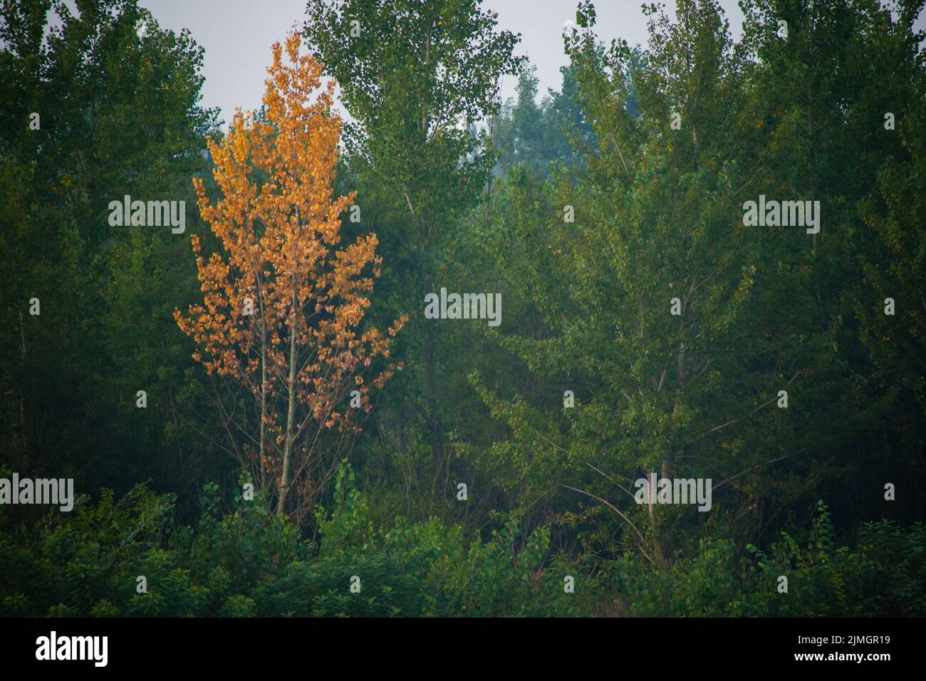 Fitta foresta con canopie di alberi verdi e una colorata canopie gialla in autunno. Foto Stock