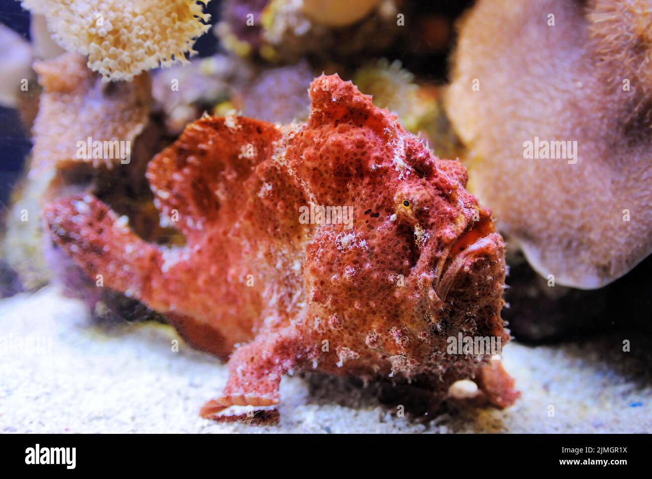 Rana pescatrice scarlatta e coralli del Mar Rosso Foto Stock