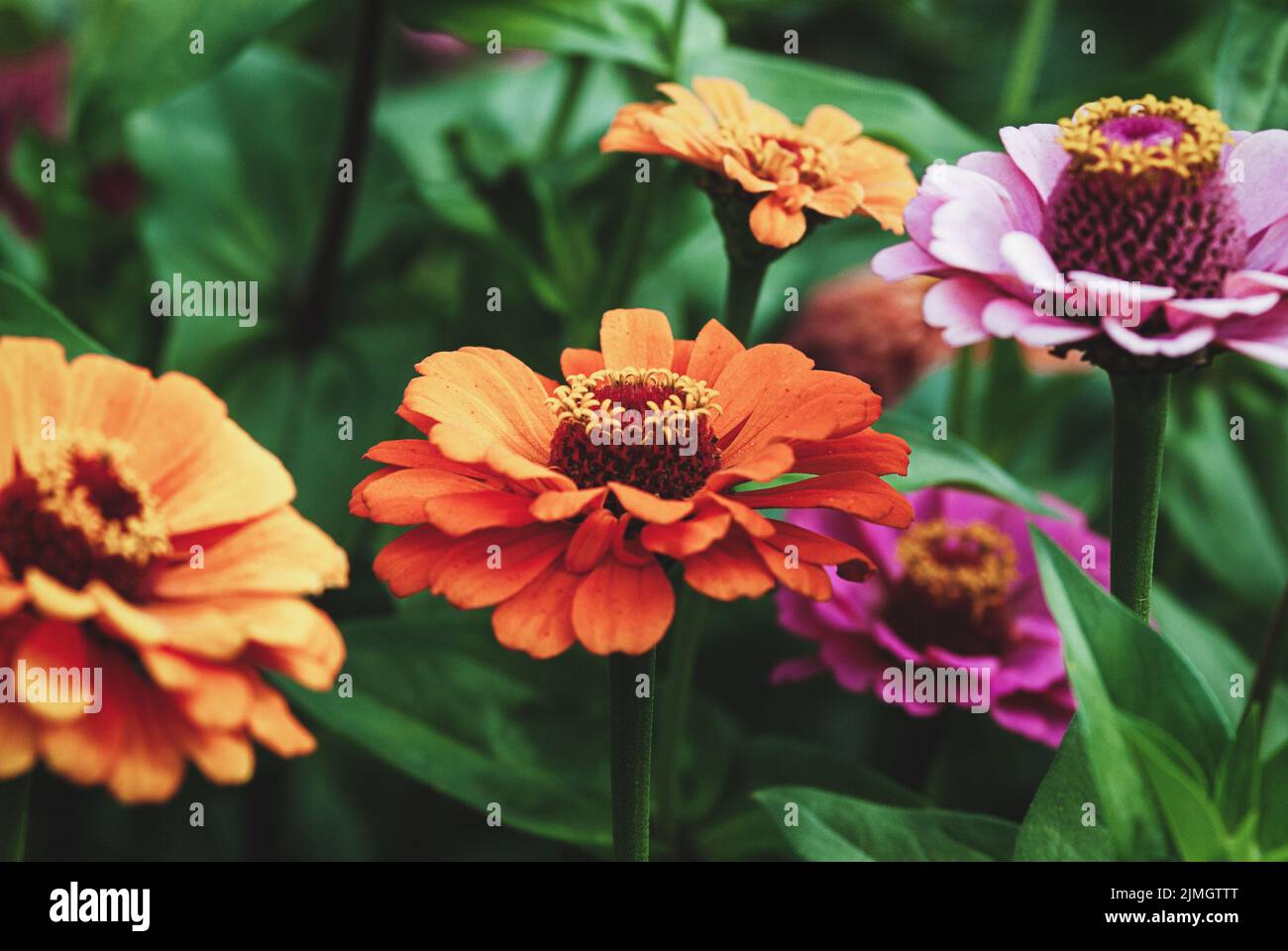 Zinnia fiori in giardino, arancio e rosa zinnia closeup Foto Stock