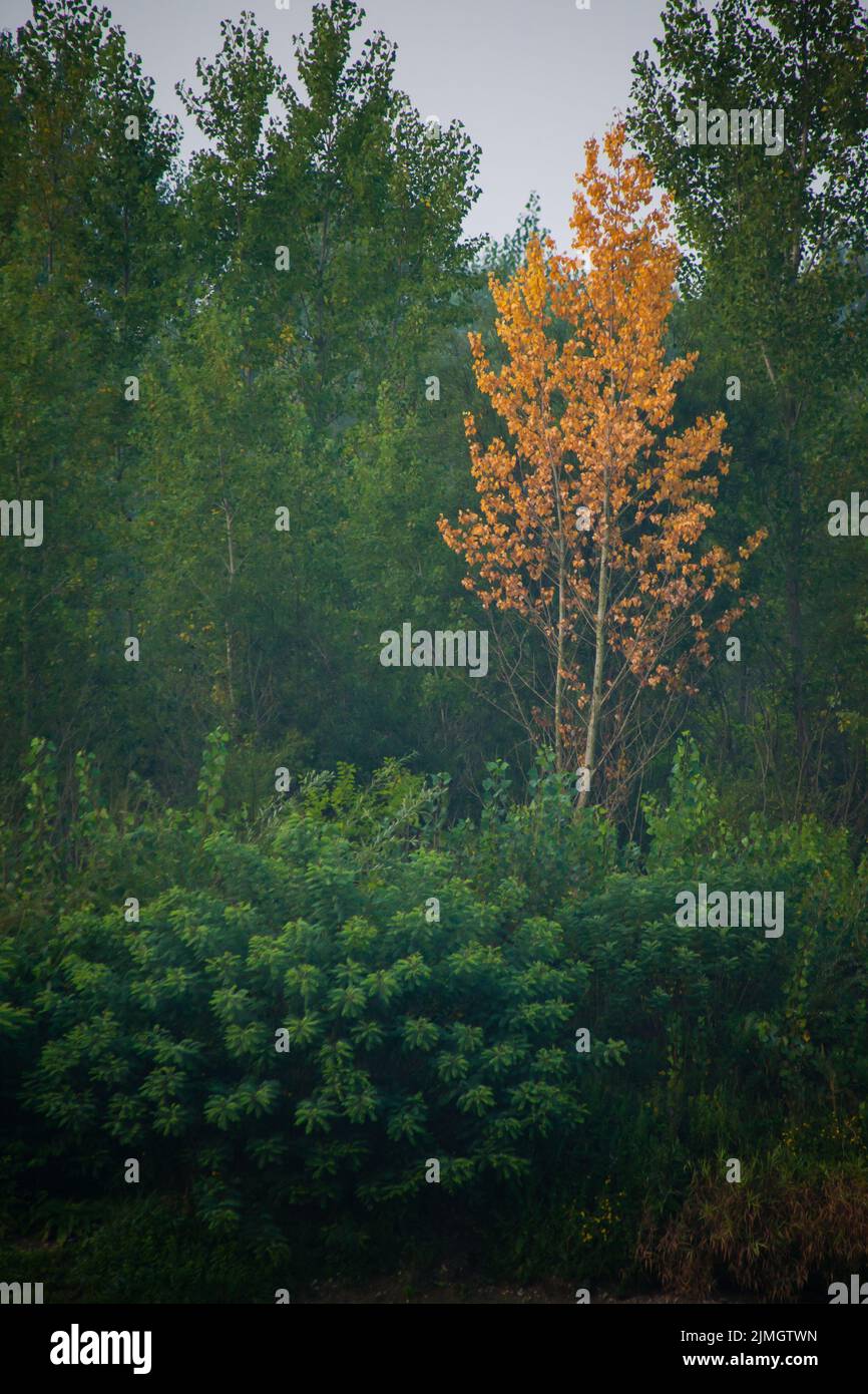 Fitta foresta con canopie di alberi verdi e una colorata canopie gialla in autunno. Foto Stock