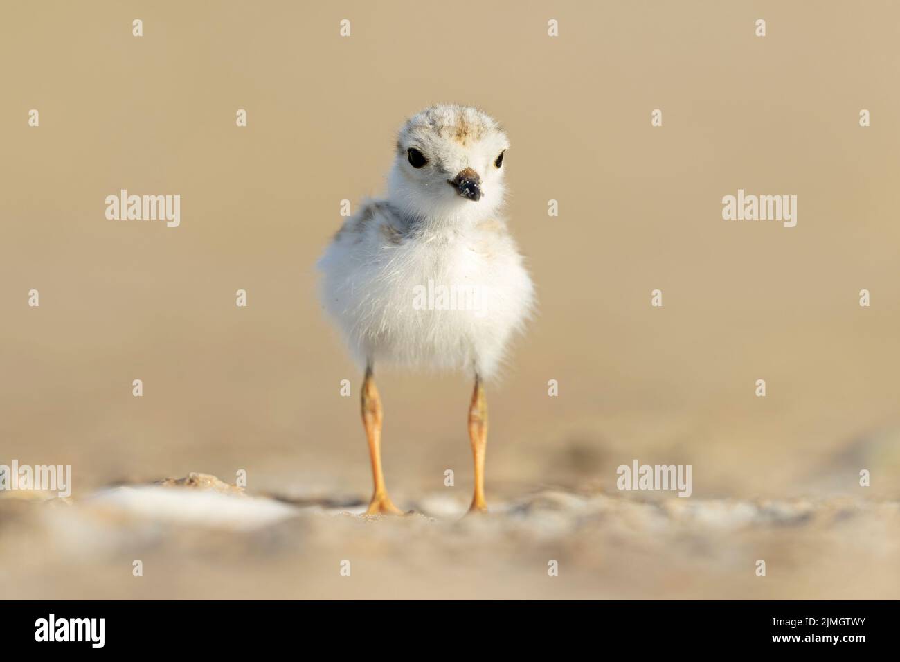 Una piping plover (Charadrius melodus) in fuga dal sole mattutino sulla spiaggia. Foto Stock