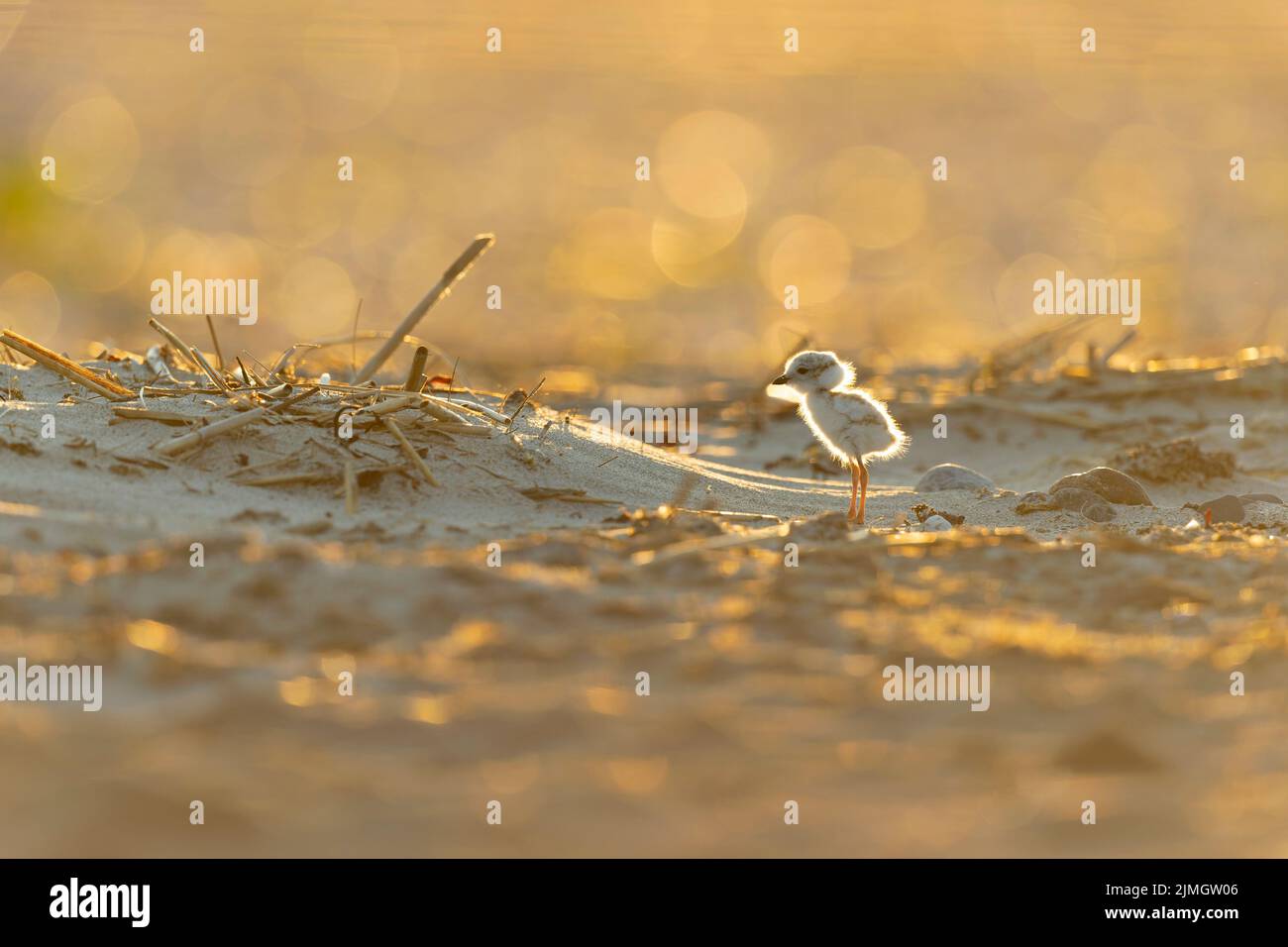 Una piping plover (Charadrius melodus) volante che predica la schiena illuminata al sole del mattino sulla spiaggia. Foto Stock