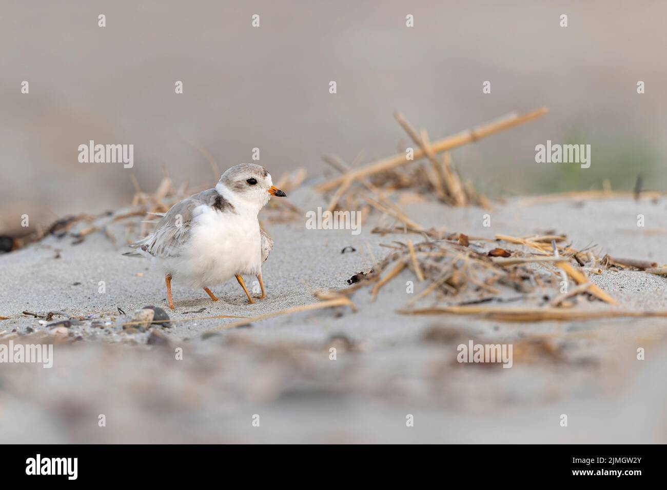 Un tubing plover (Charadrius melodus) adulto che mantiene il suo giovane caldo sotto il suo corpo. Foto Stock