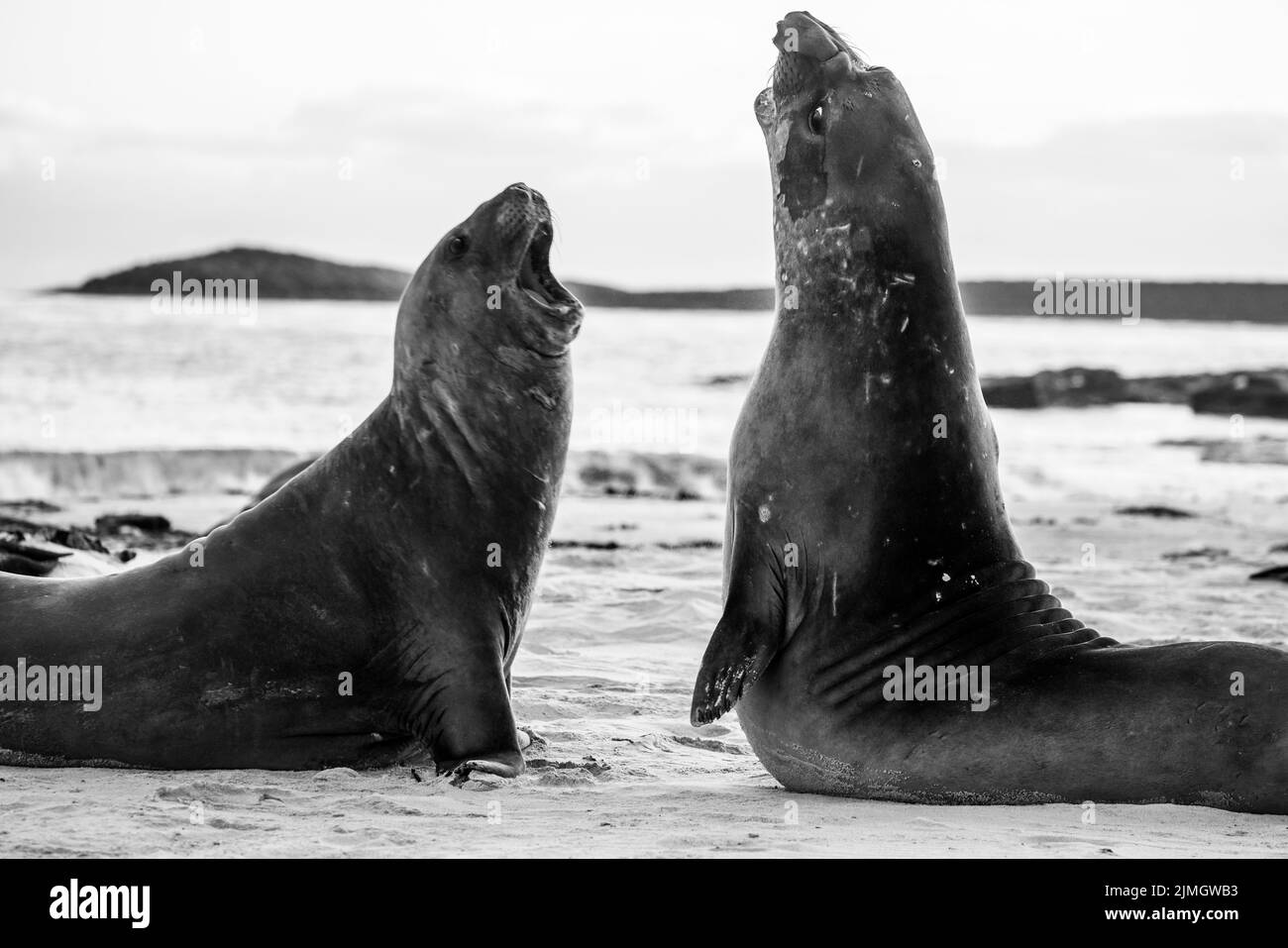 La foca elefante meridionale (Mirounga leonina) è la più grande delle specie pinnipee. Preso nelle Isole Falkland, nell'Atlantico meridionale Foto Stock