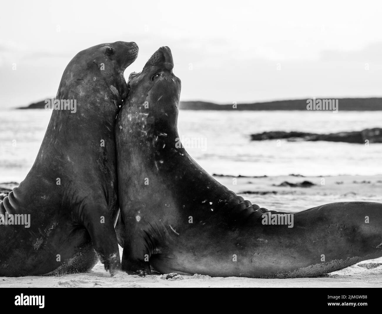 La foca elefante meridionale (Mirounga leonina) è la più grande delle specie pinnipee. Preso nelle Isole Falkland, nell'Atlantico meridionale Foto Stock