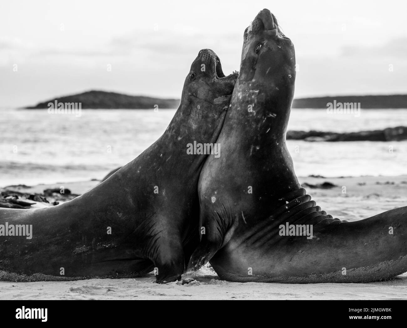 La foca elefante meridionale (Mirounga leonina) è la più grande delle specie pinnipee. Preso nelle Isole Falkland, nell'Atlantico meridionale Foto Stock