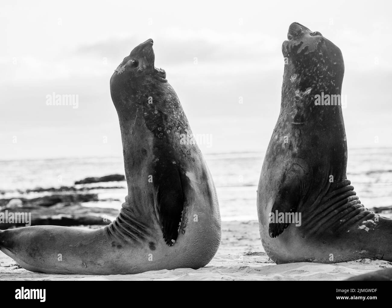 La foca elefante meridionale (Mirounga leonina) è la più grande delle specie pinnipee. Preso nelle Isole Falkland, nell'Atlantico meridionale Foto Stock
