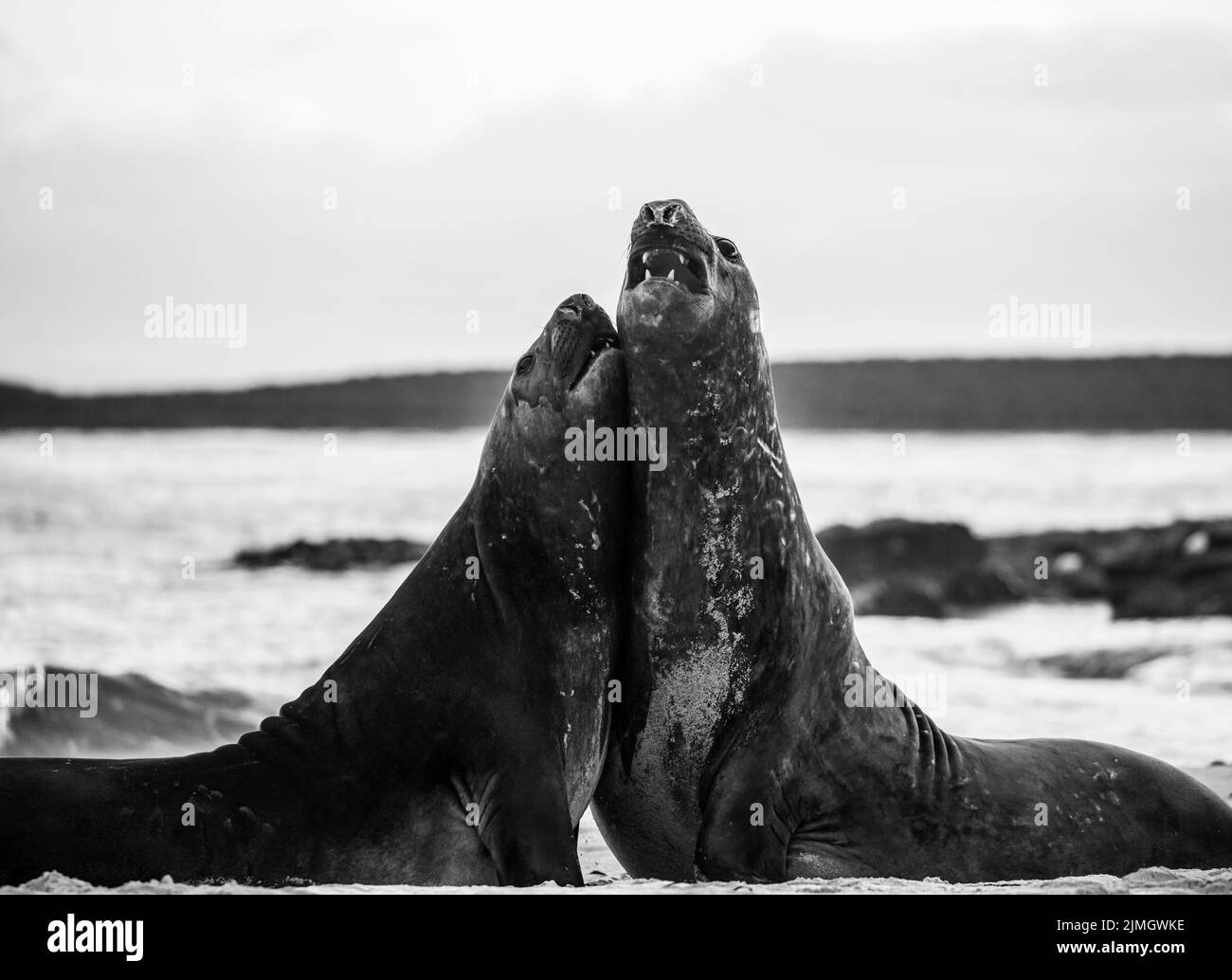La foca elefante meridionale (Mirounga leonina) è la più grande delle specie pinnipee. Preso nelle Isole Falkland, nell'Atlantico meridionale Foto Stock