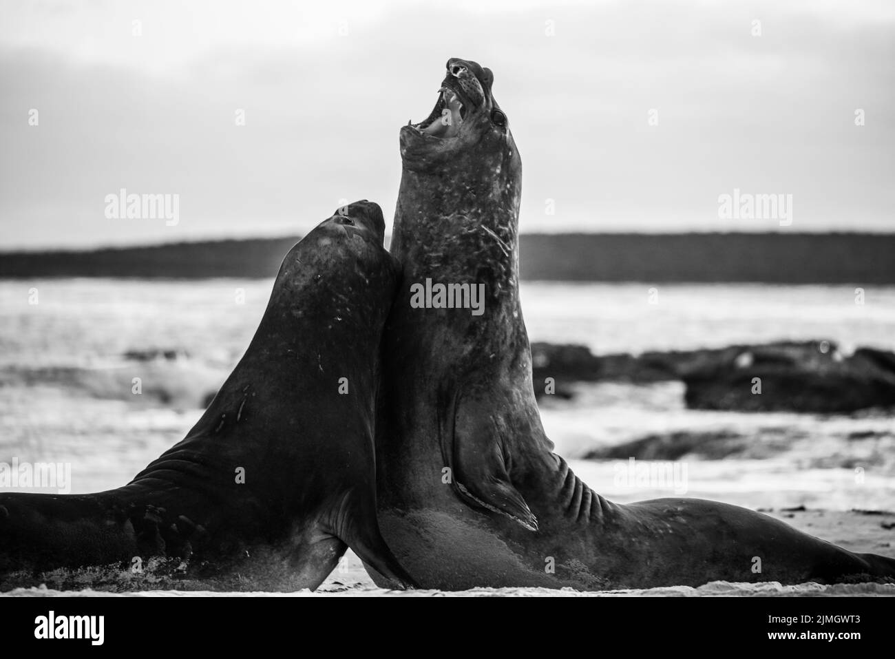 La foca elefante meridionale (Mirounga leonina) è la più grande delle specie pinnipee. Preso nelle Isole Falkland, nell'Atlantico meridionale Foto Stock