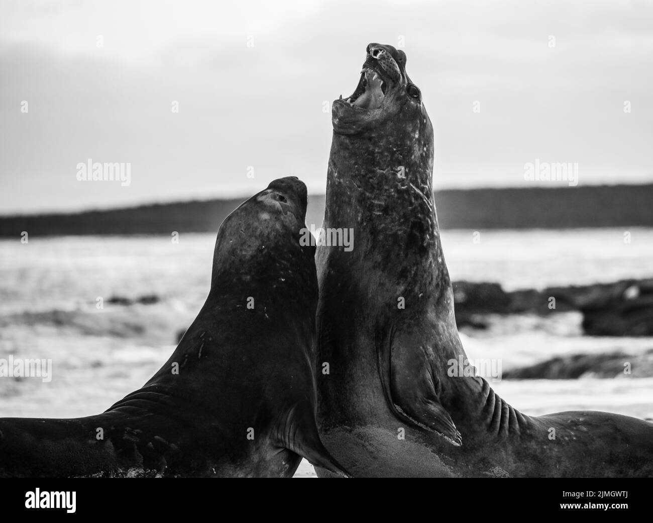 La foca elefante meridionale (Mirounga leonina) è la più grande delle specie pinnipee. Preso nelle Isole Falkland, nell'Atlantico meridionale Foto Stock