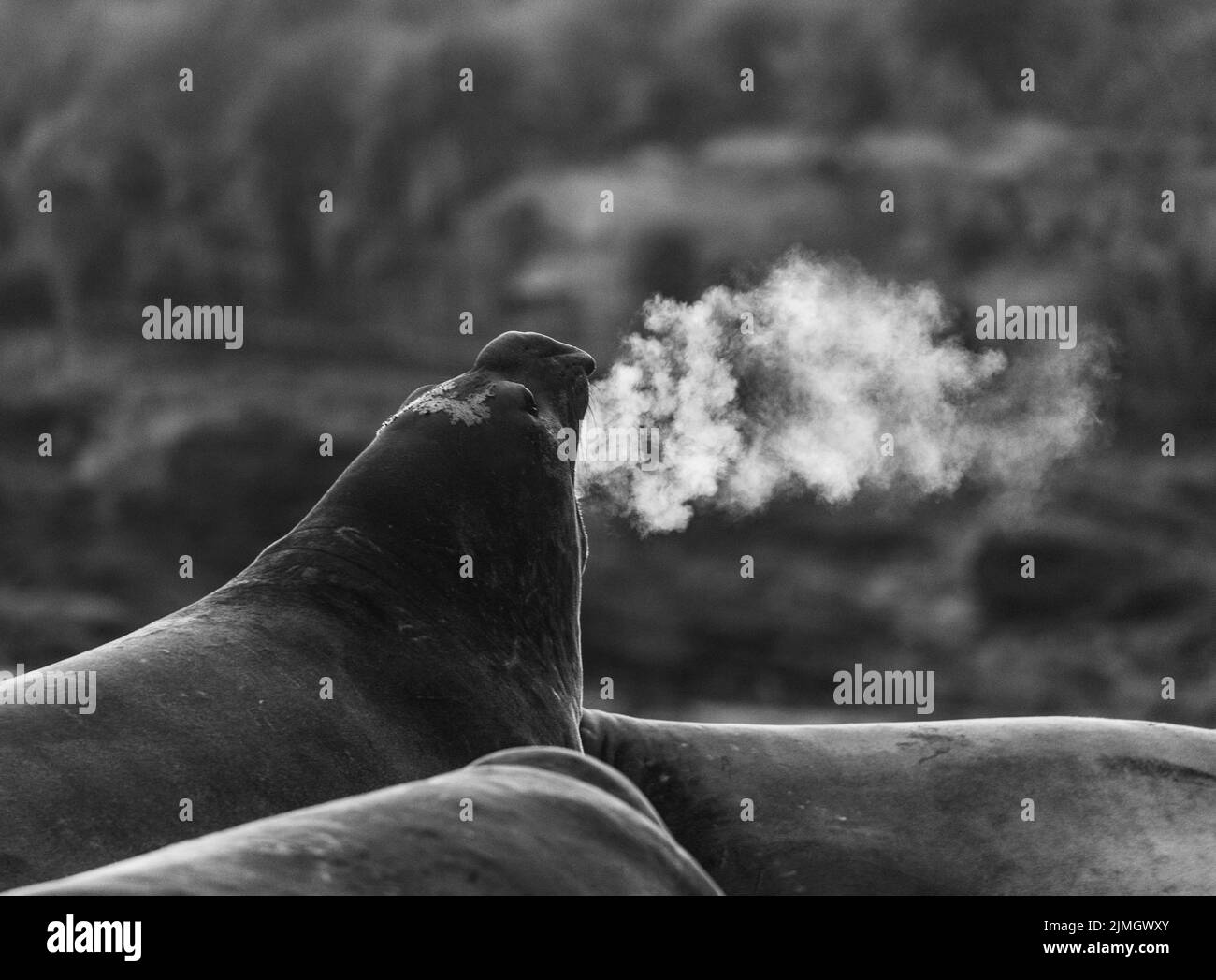 La foca elefante meridionale (Mirounga leonina) è la più grande delle specie pinnipee. Preso nelle Isole Falkland, nell'Atlantico meridionale Foto Stock