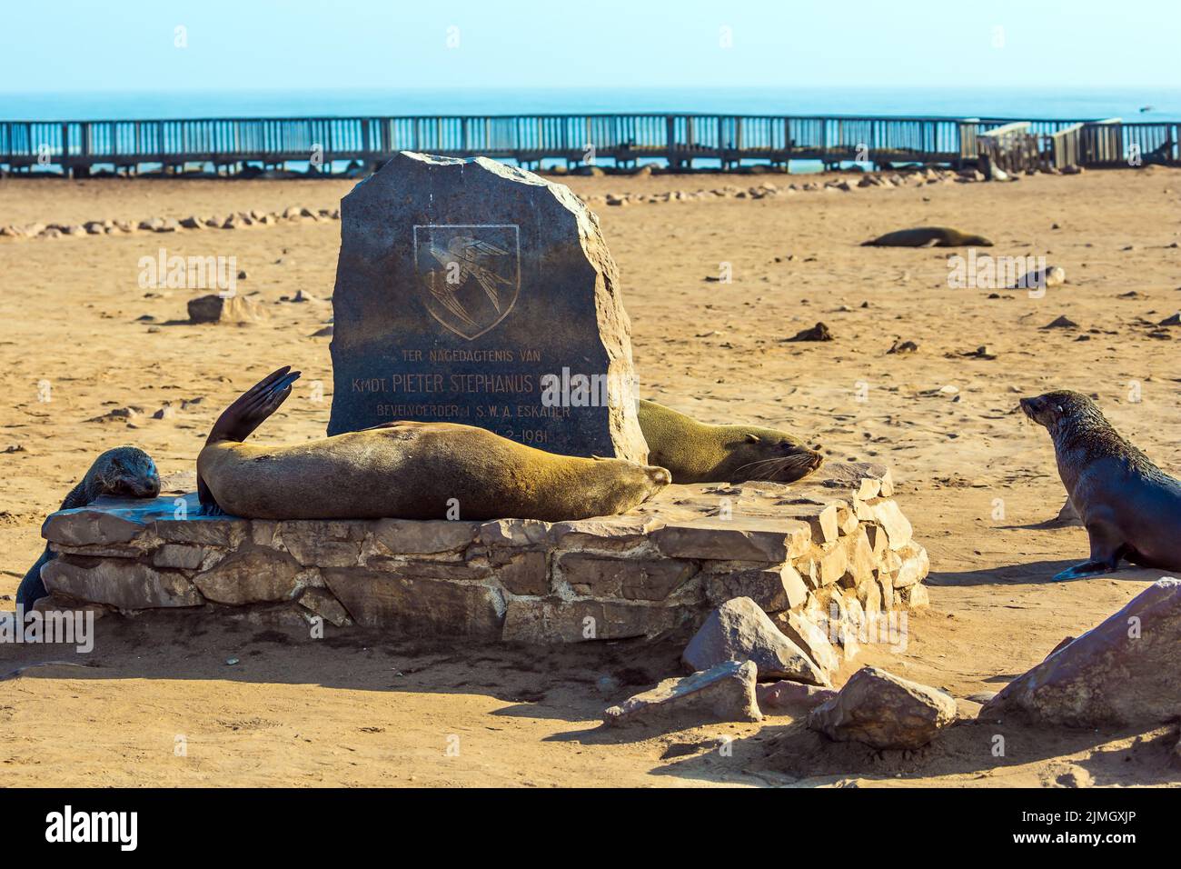 Colonia di foche da pelliccia al largo della costa atlantica Foto Stock