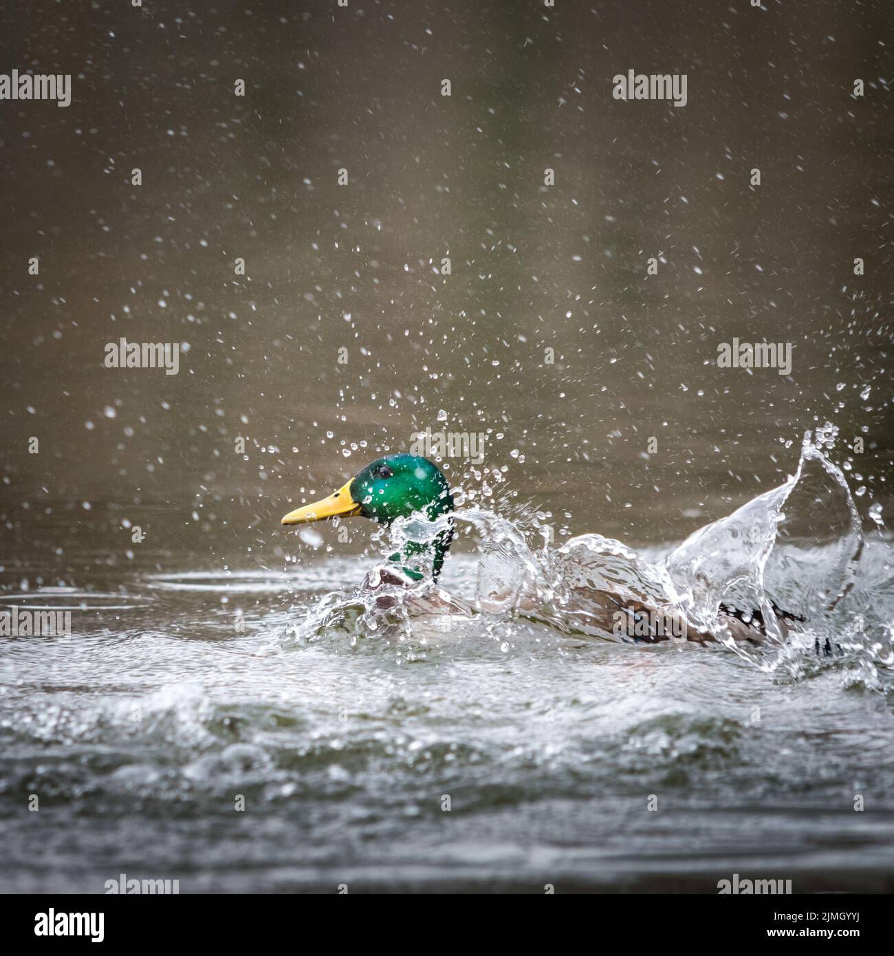 L'anatra spruzza nello stagno. Spruzzi e gocce d'acqua. Divertente uccello d'acqua Foto Stock