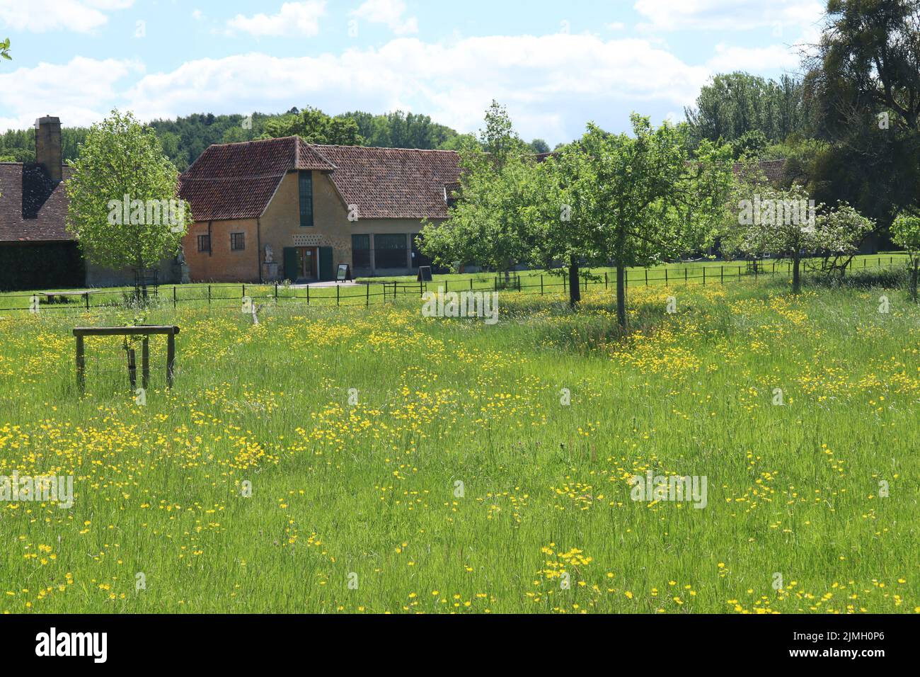 Un campo di dente di leone di fronte ad alcuni vecchi annessi in una tenuta di campagna inglese Foto Stock