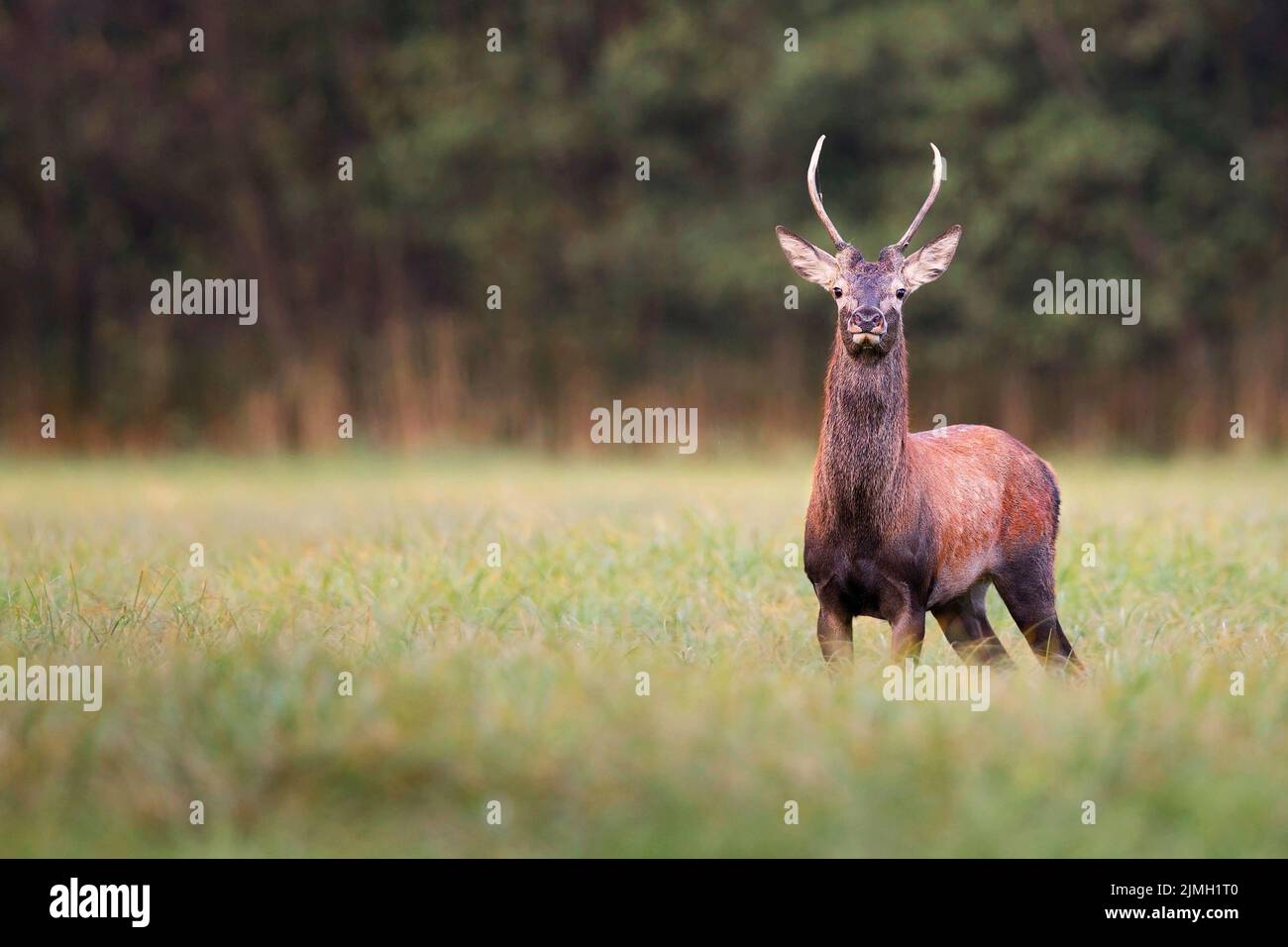 Giovane cervo rosso in una radura nel selvaggio Foto Stock