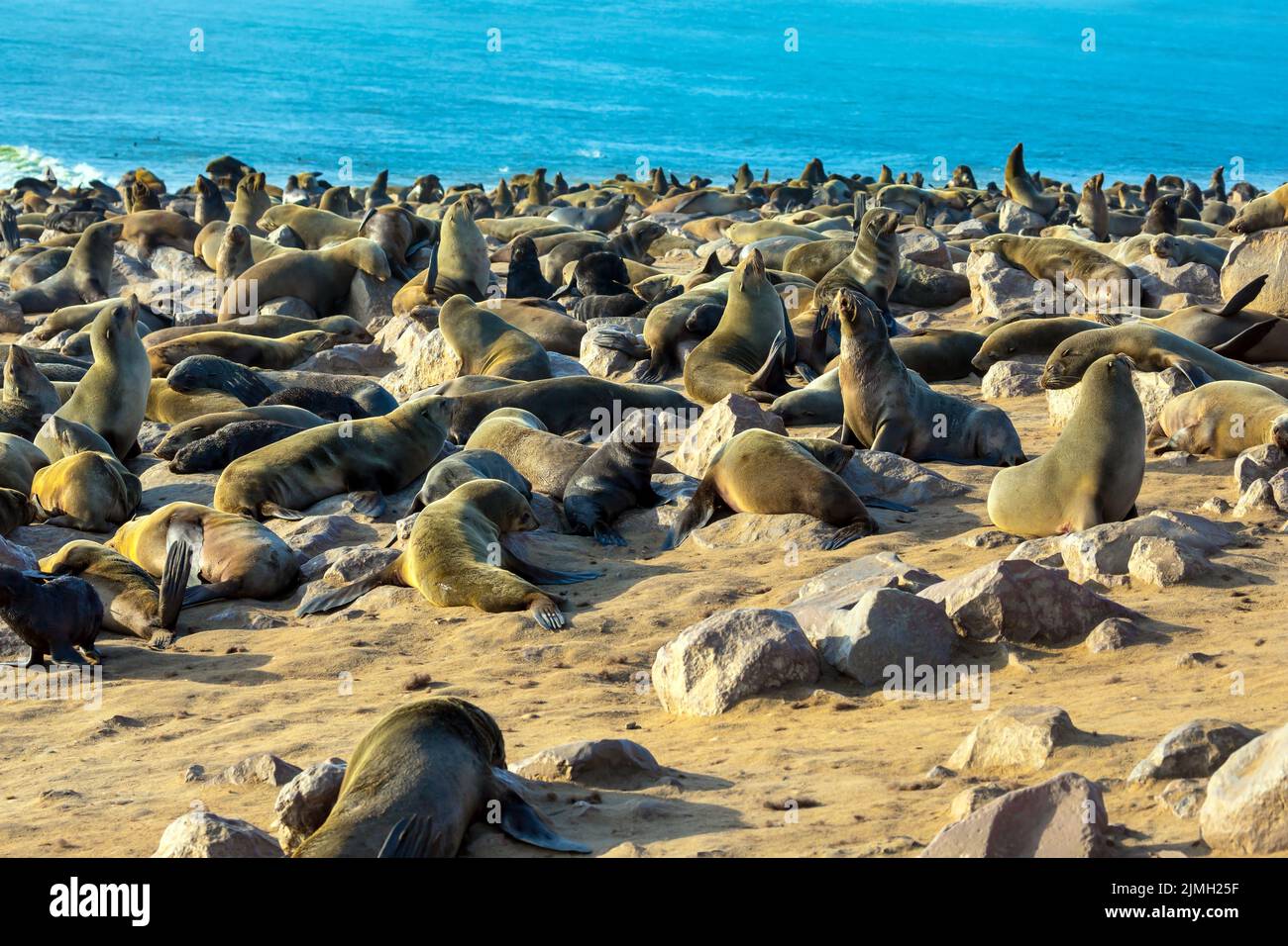 Animali grandi - foche allevate Foto Stock