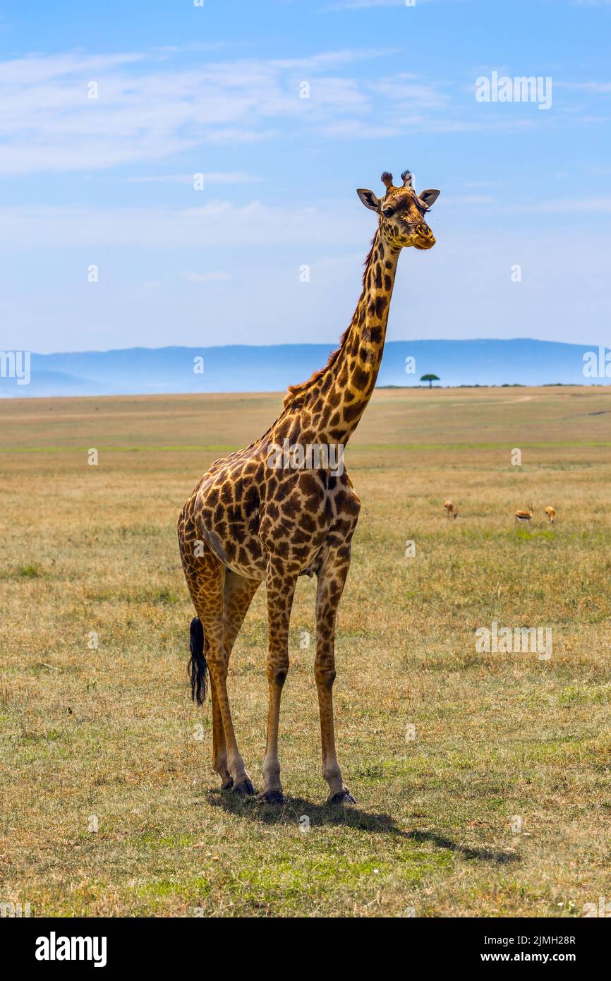 Giraffa nella savana africana Foto Stock