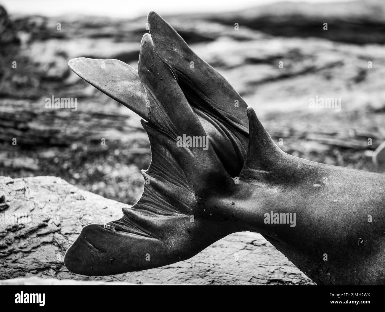 La foca elefante meridionale (Mirounga leonina) è la più grande delle specie pinnipee. Preso nelle Isole Falkland, nell'Atlantico meridionale Foto Stock