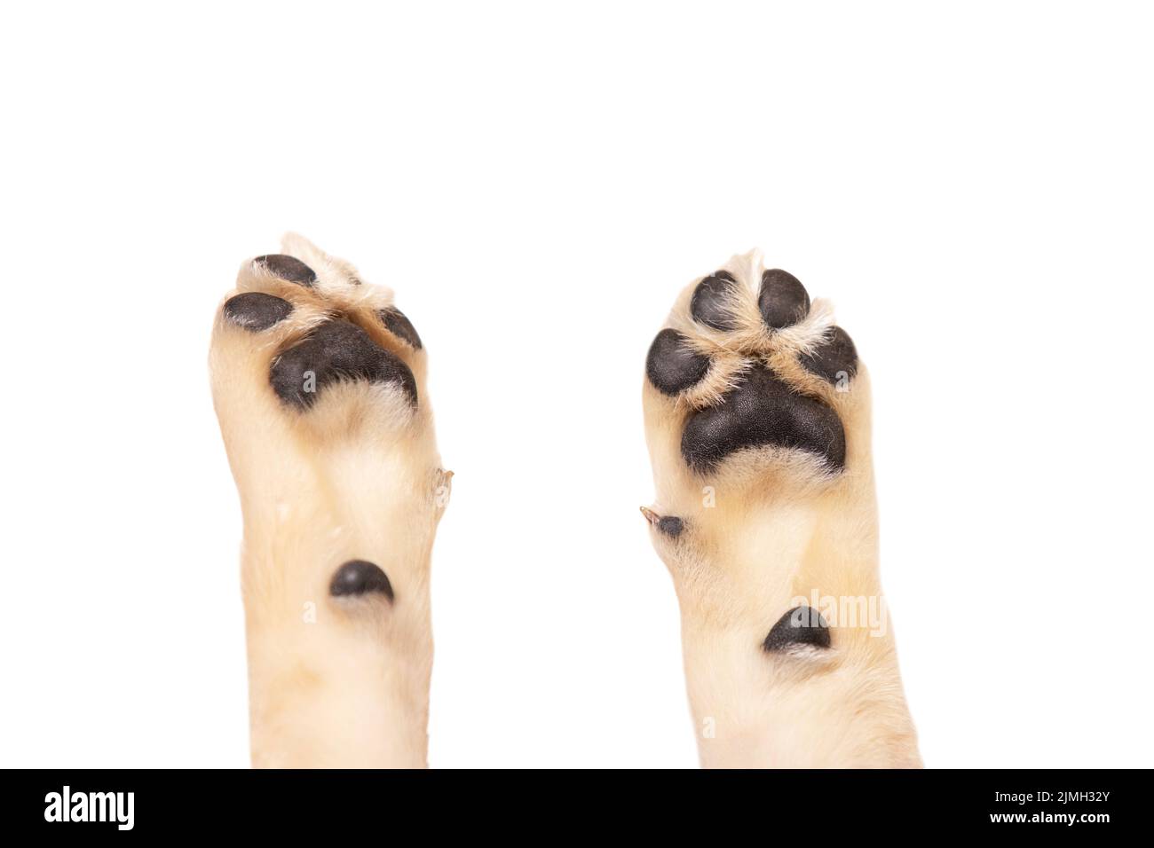 Carino cucciolo di cane zampa mostrando pad su sfondo bianco Foto Stock