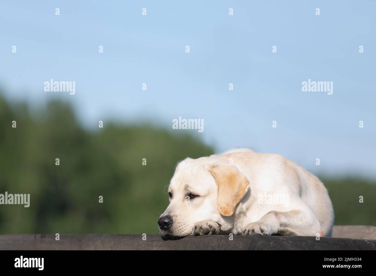 Sad labrador cane su strada su sfondo naturale sfocato del cielo e della foresta. Cane perde e longs per il proprietario Foto Stock